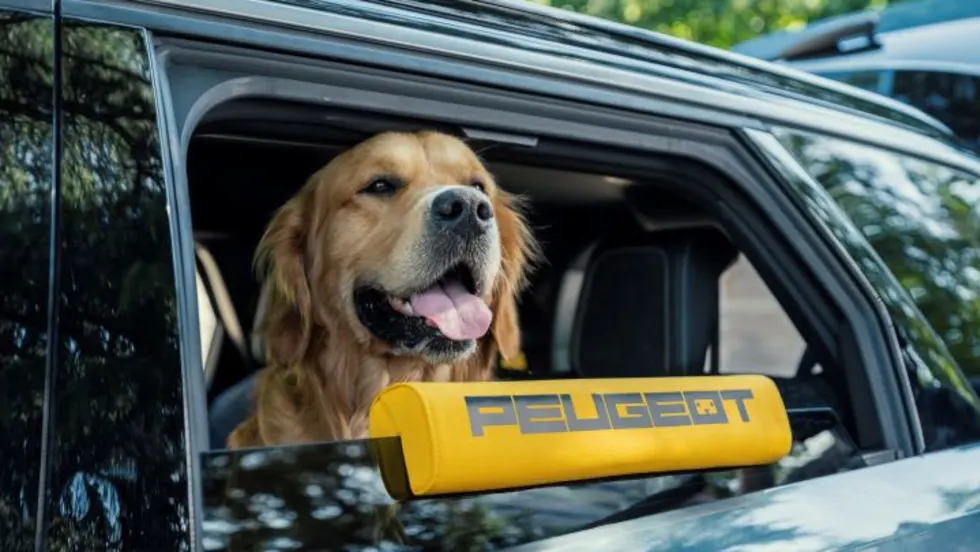 Photo of a retriever dog looking out of an open SUV window with a yellow Peugeot headrest on the top of the window below it