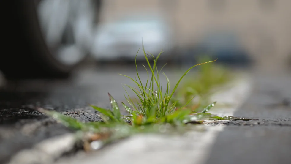 Photo of grass growing a crack of a road with a car's wheel in the background