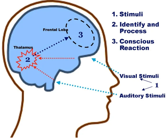 The Brain