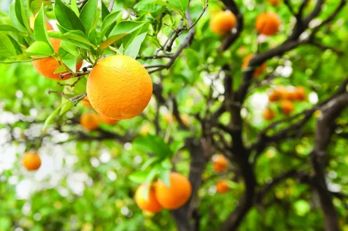 Low-Hanging Fruit