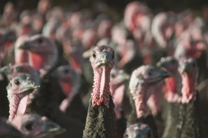Flock of Turkeys