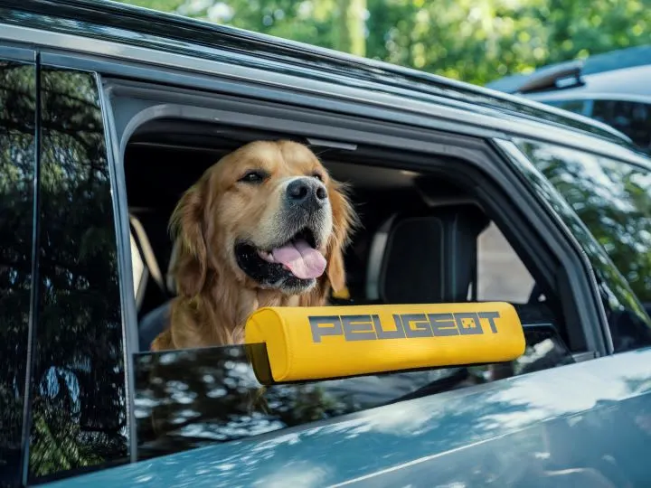 Photo of a retriever dog looking out of an open SUV window with a yellow Peugeot headrest on the top of the window below it