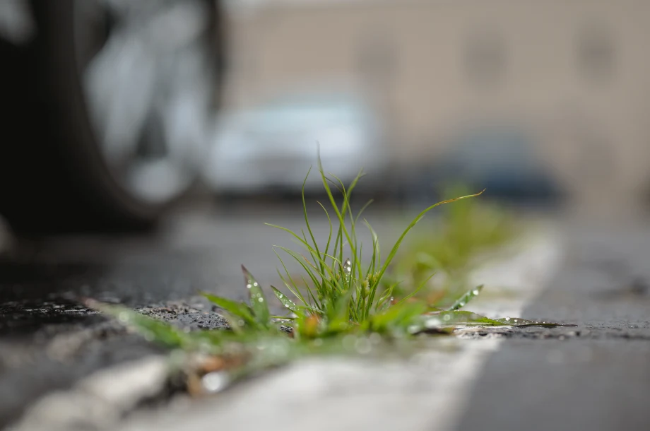 Photo of grass growing a crack of a road with a car's wheel in the background