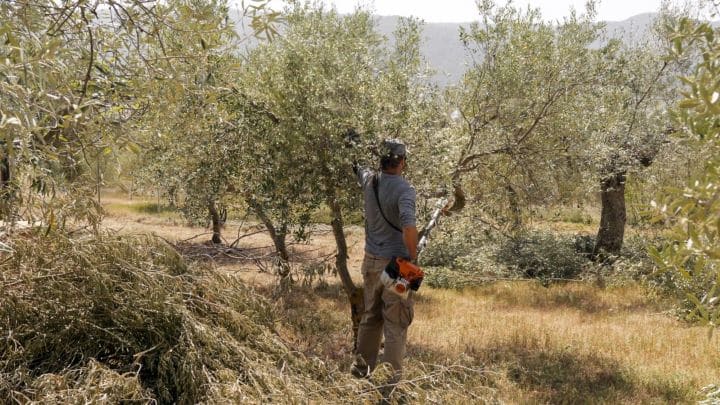 Ford Makes Parts Prototypes From Olive Tree Prunings 
