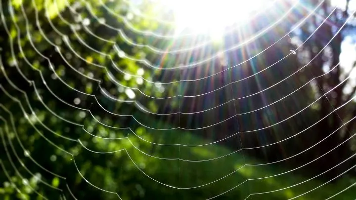 Dusting off the Cobwebs - Junk Fees of the Past