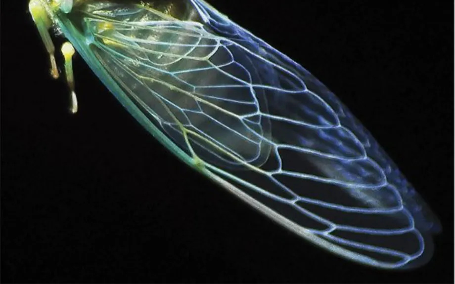 The Return of the Regulatory Cicadas: A Scylla and Charybdis Cautionary Tale